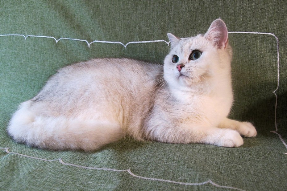 Британская короткошёрстная кошка шиншилла золотистая