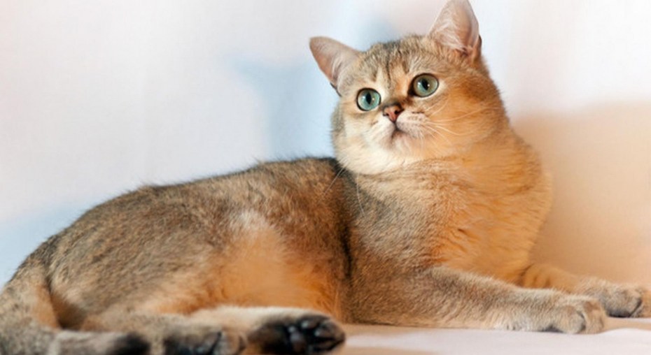 Британская короткошёрстная шиншилла