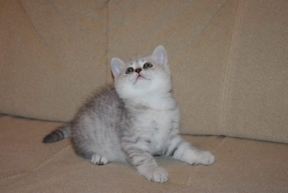 Британская короткошёрстная шиншилла