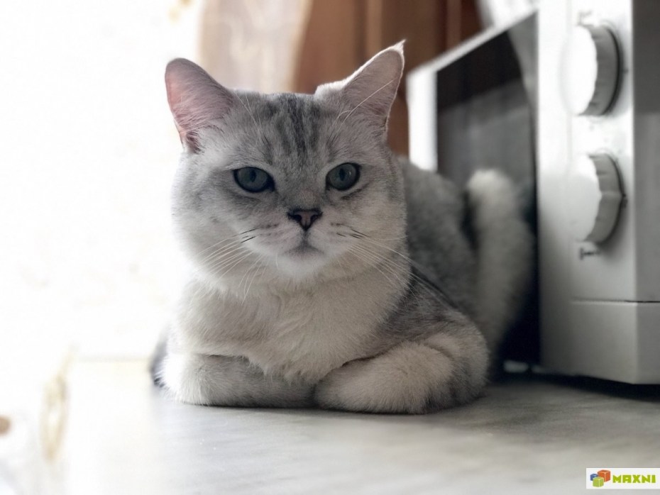 Шотландская короткошерстная шиншилла