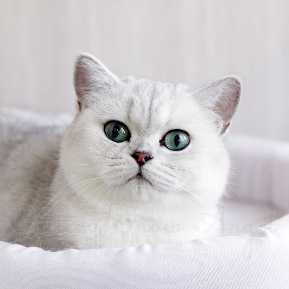 Серебристая шиншилла кот мальчик