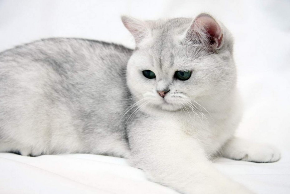 Британская короткошёрстная кошка шиншилла серебристая