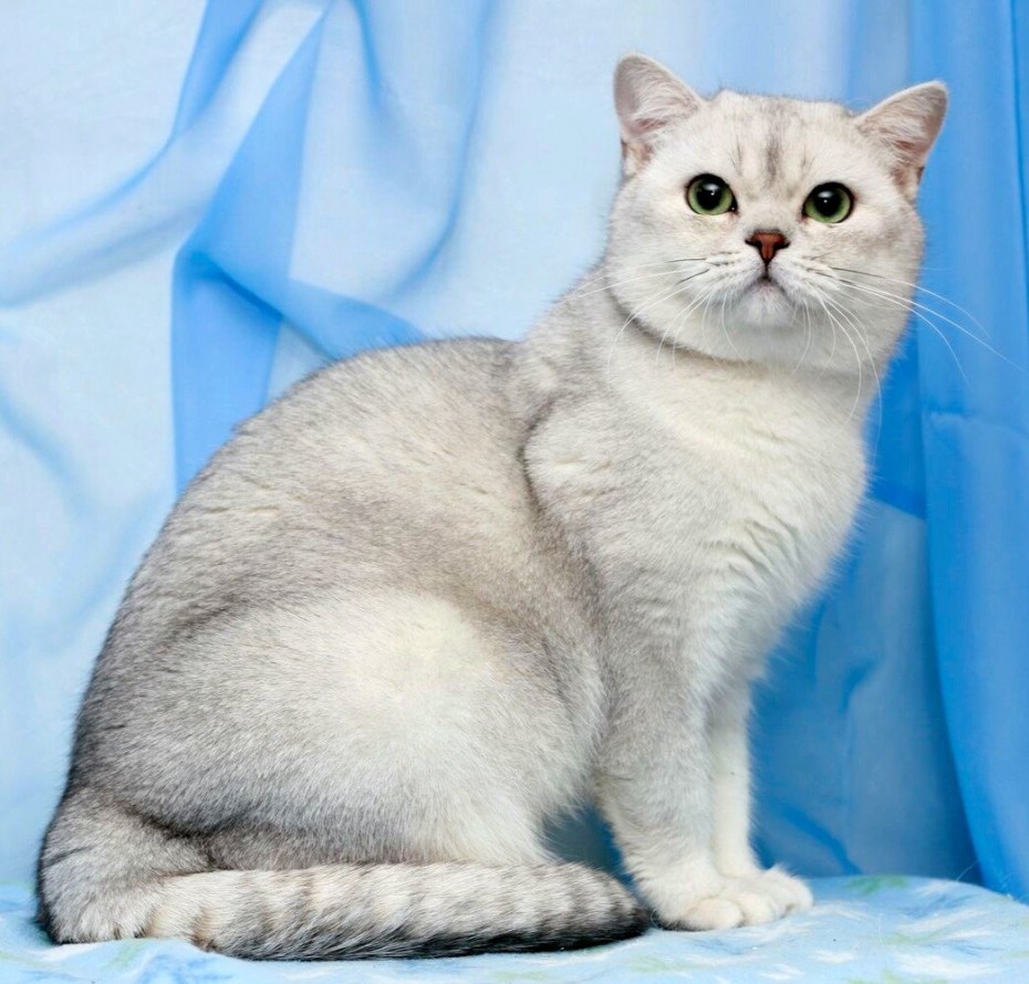 Британская короткошёрстная шиншилла