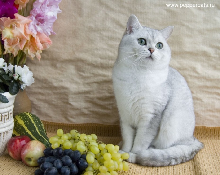 Британская тикированная шиншилла