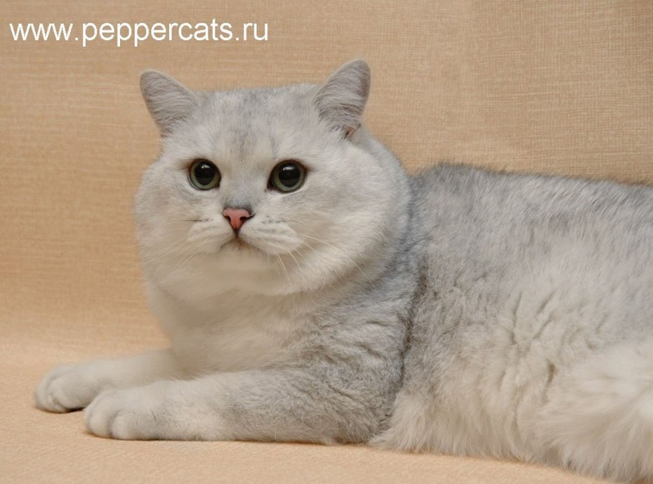 Британская короткошёрстная шиншилла