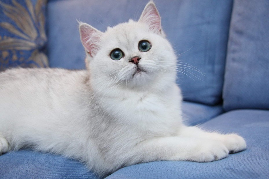 Гладкошерстный шиншилла кот