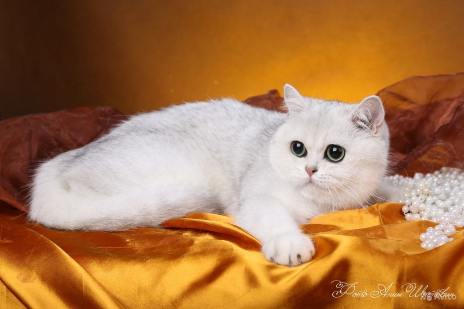 Затушеванная шиншилла