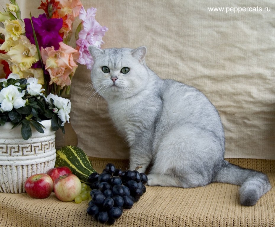 Шиншиллы британские и Шотландские