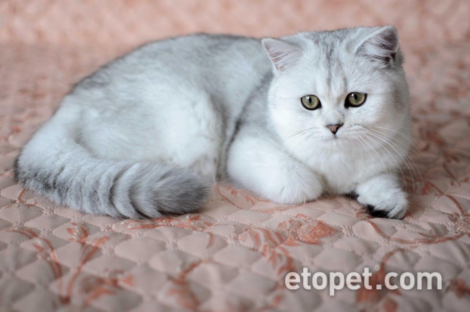 Британская Золотая затушеванная шиншилла
