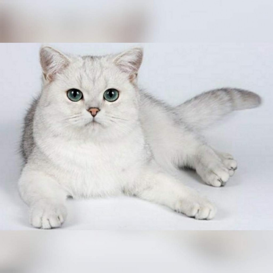 Шотландский кот шиншилла белая