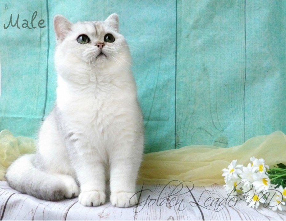 Британская Королевская шиншилла