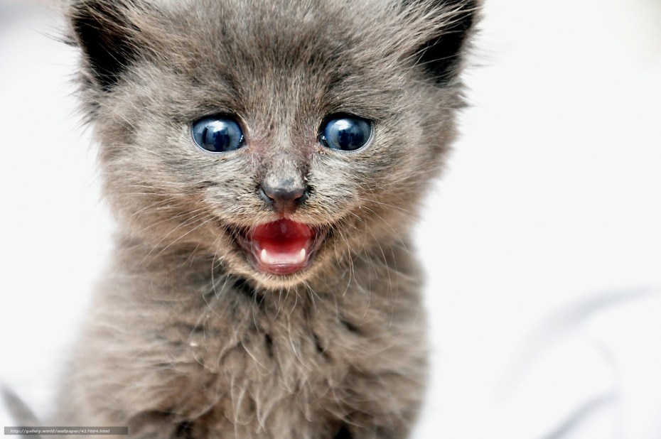 Кричащий кот