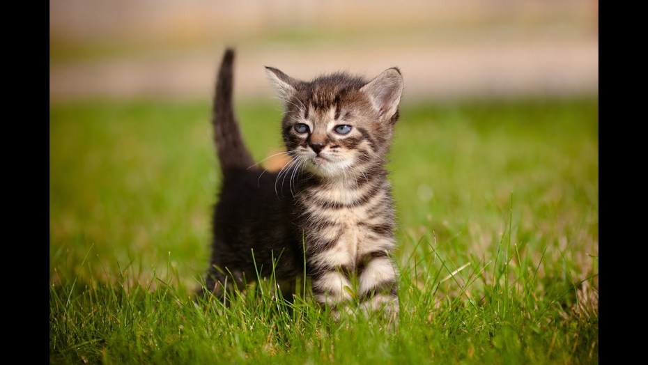 Кот мяукает