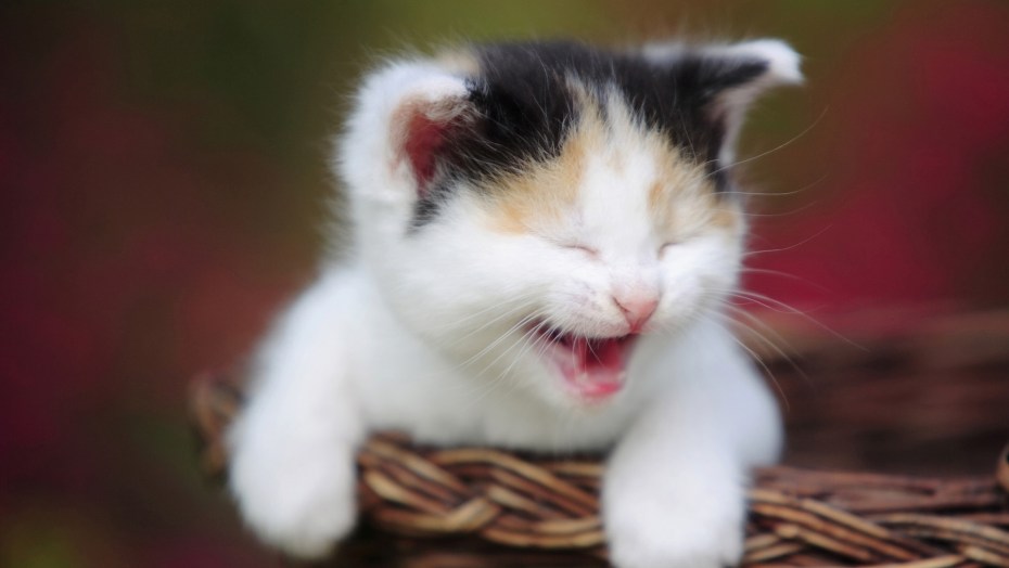 Морда белого кота
