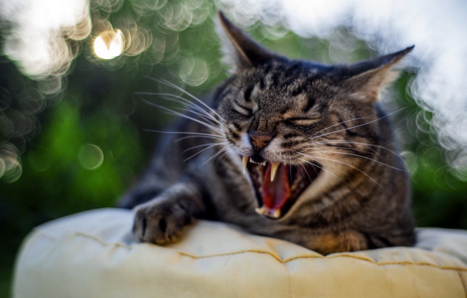 Котенок мяукает