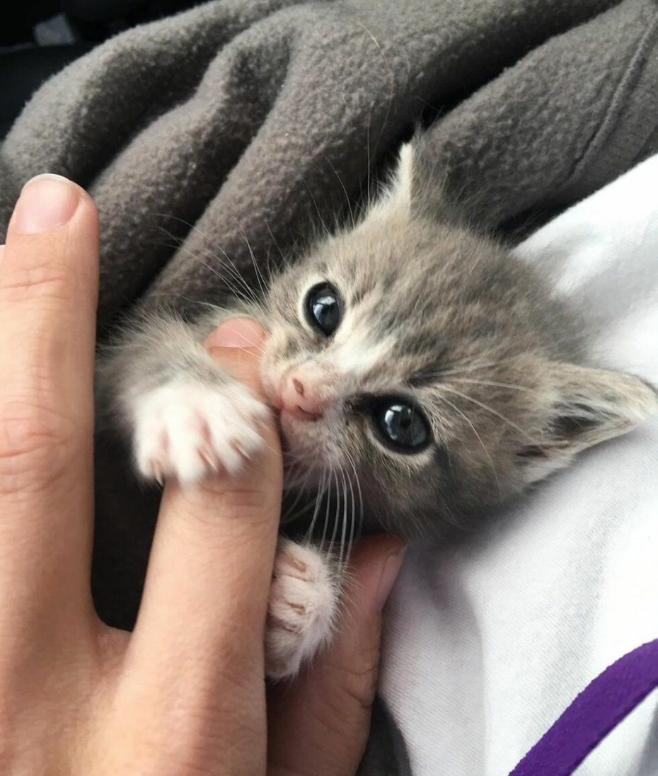 Мяуканье кота