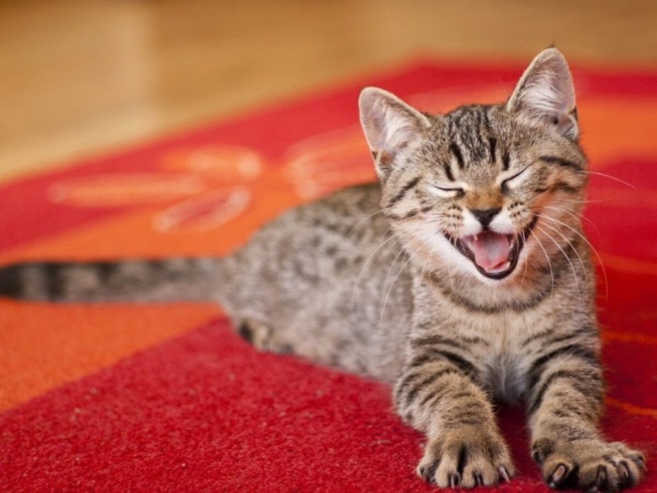 Кошка мяукает