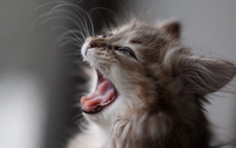 Котик улыбается