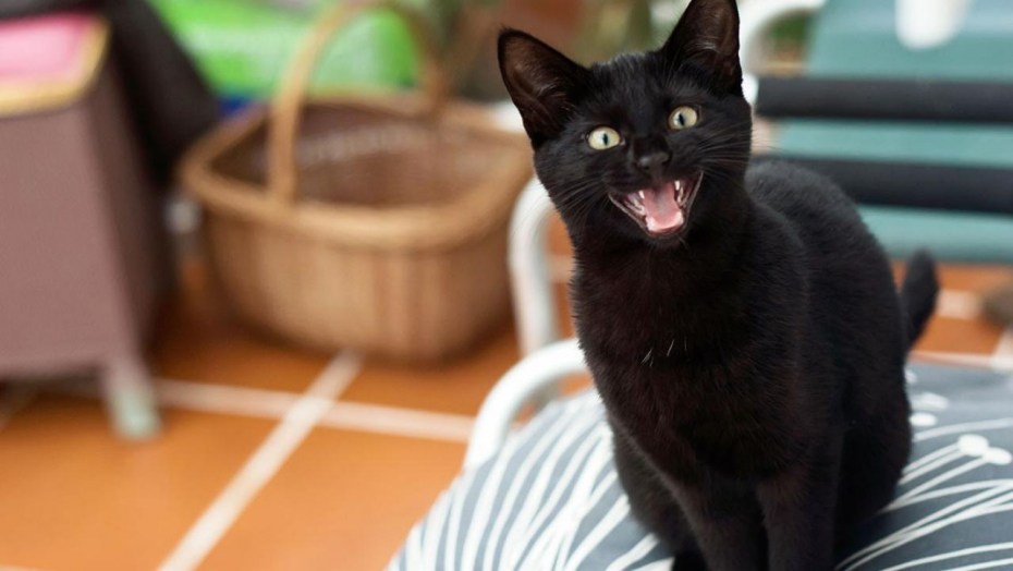 Мяуканье котят для кошки