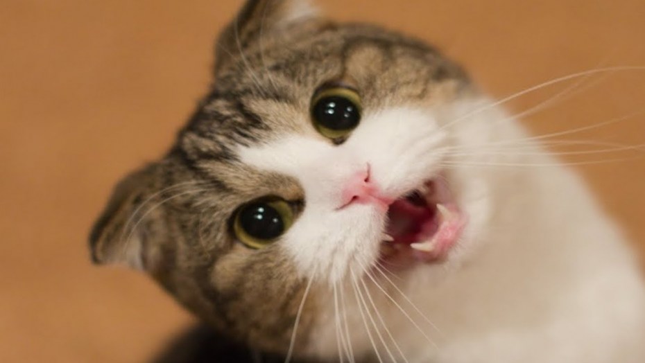 Смешные котята
