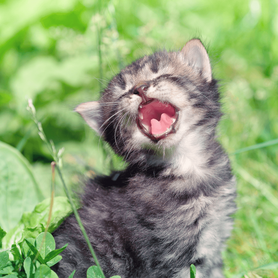 Мяук кота