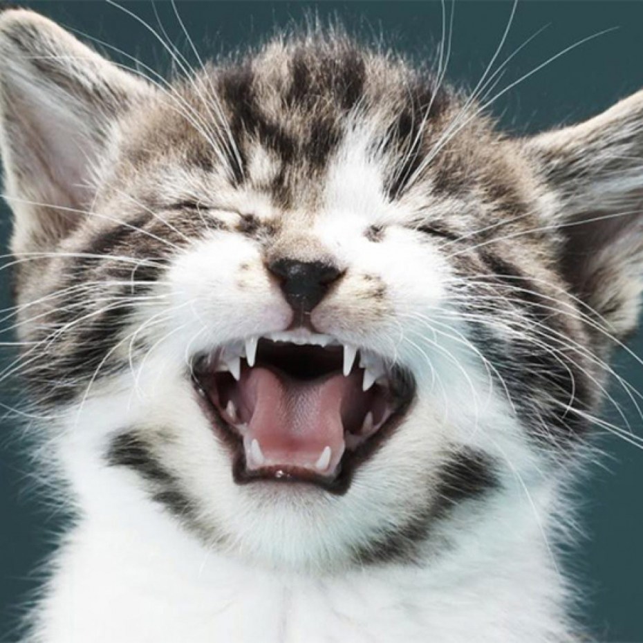 Маленькие котята мяукают