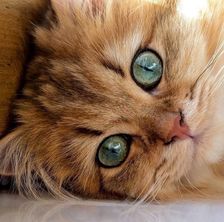 Красивые глазки у кошки