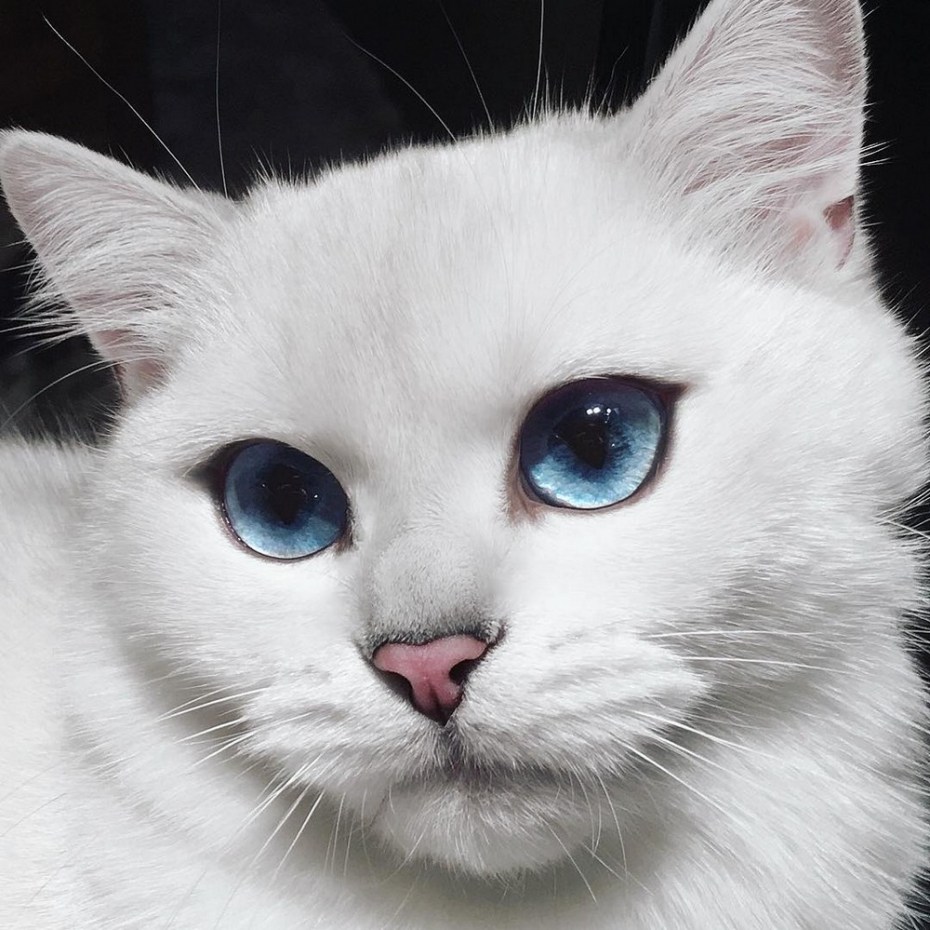 Кошка с красивыми глазами