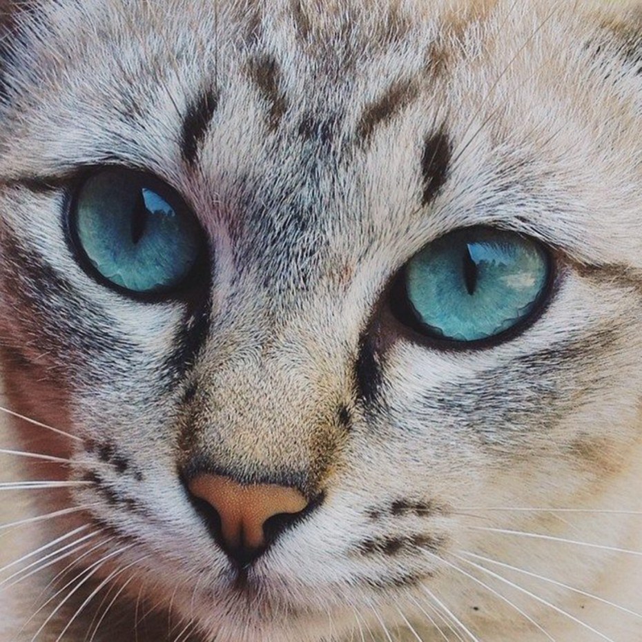 Кошка с красивыми глазами