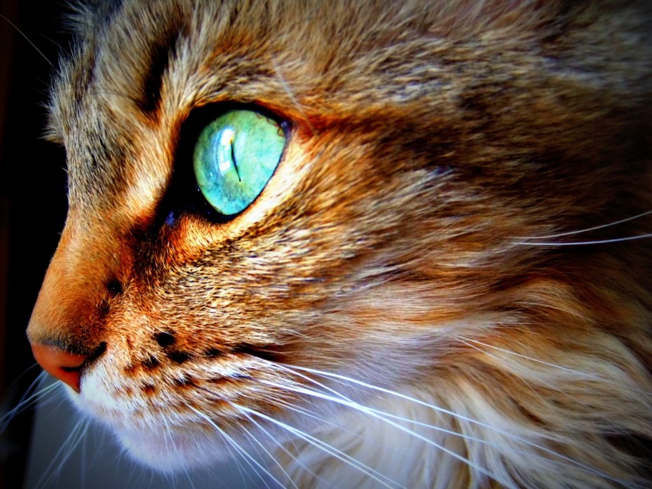 Глаза кошки