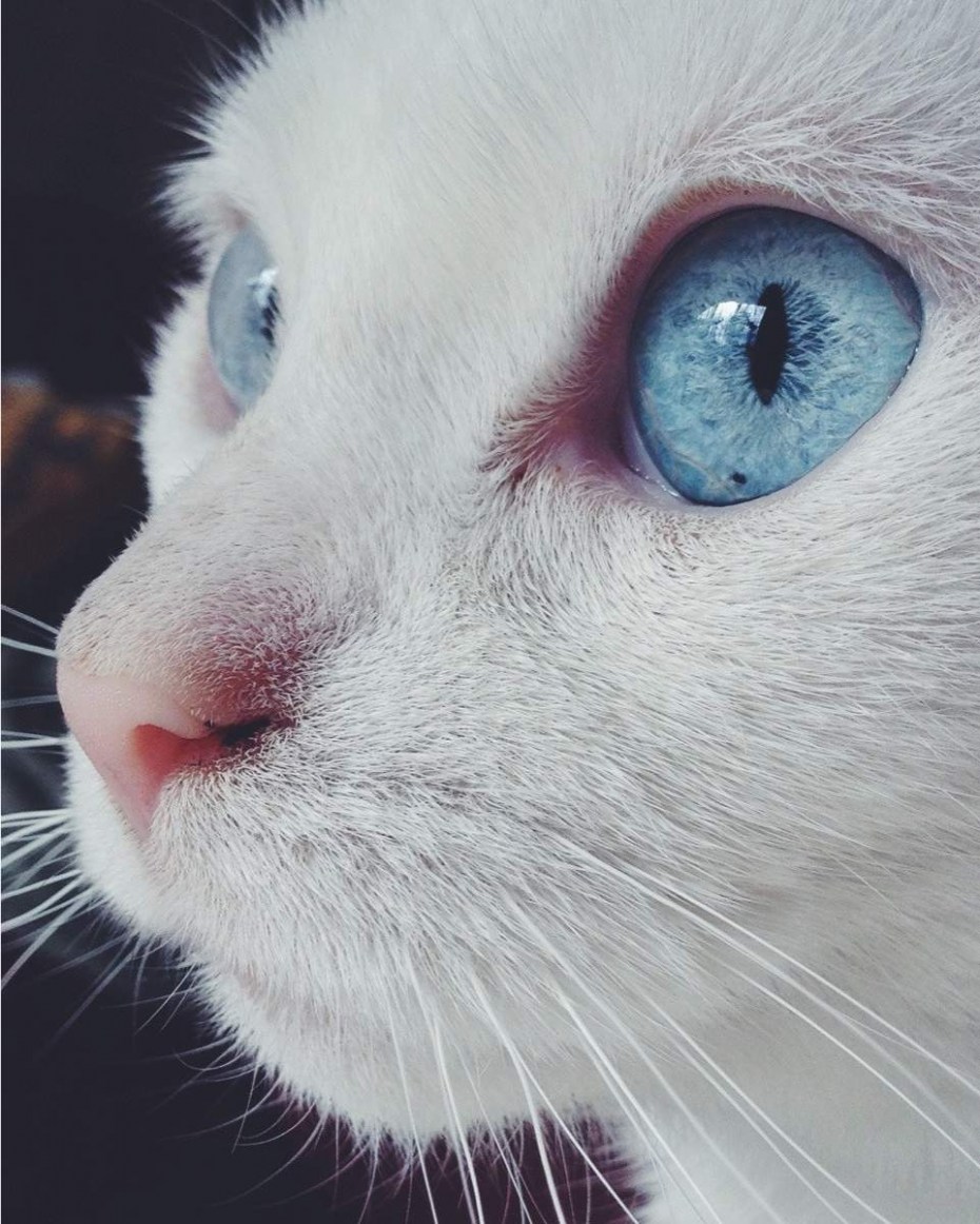 Кот с голубыми глазами