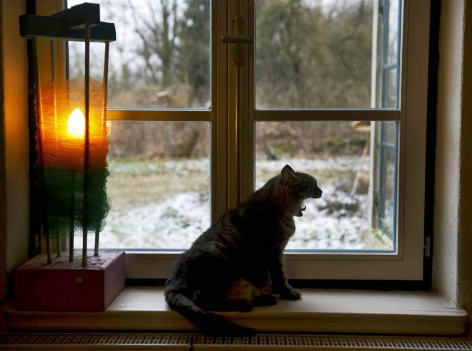 Котик на подоконнике