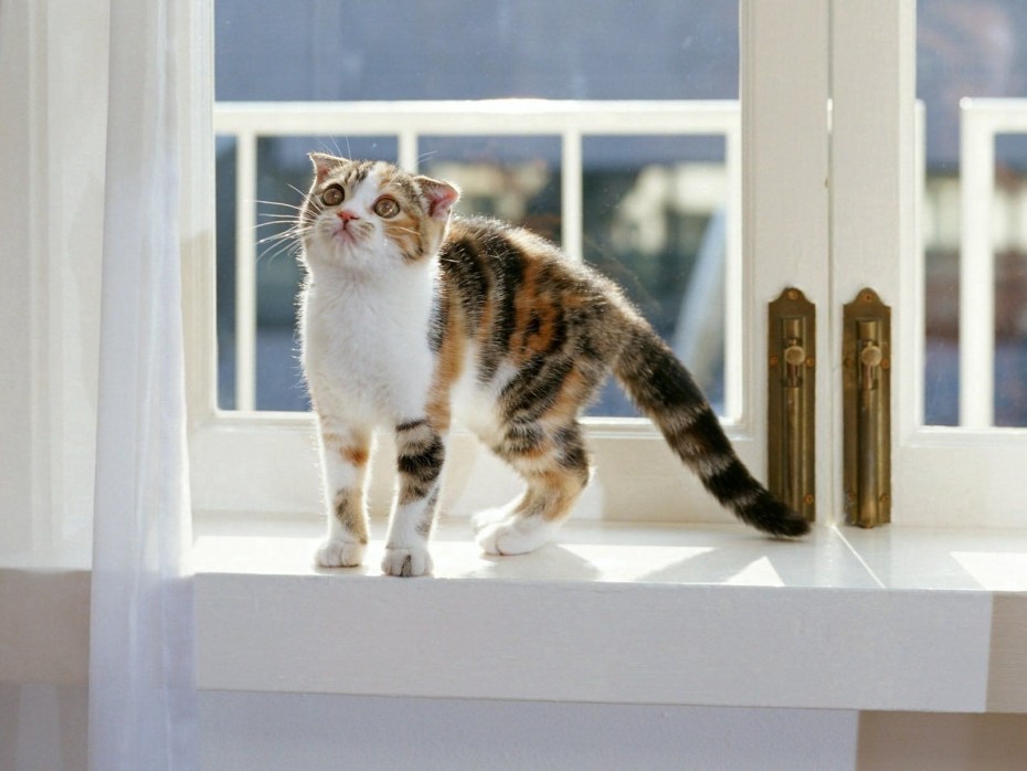 Котик на подоконнике