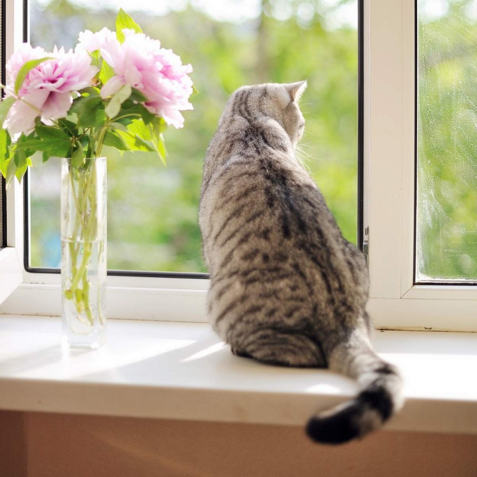 Котик на подоконнике