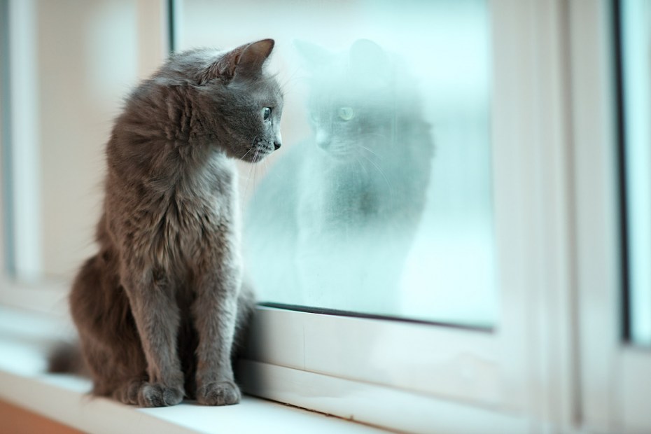 Котик на окне