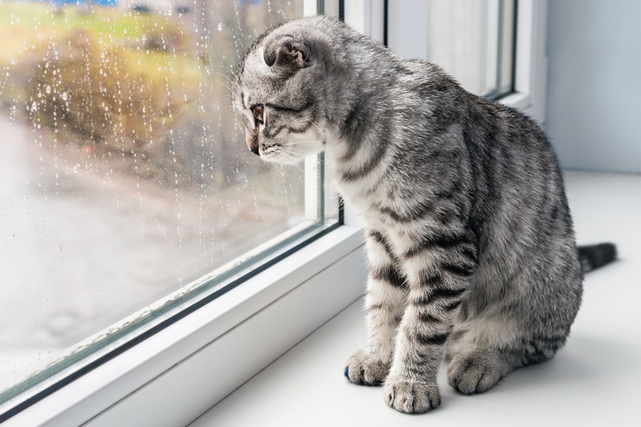 Кошки на окошке