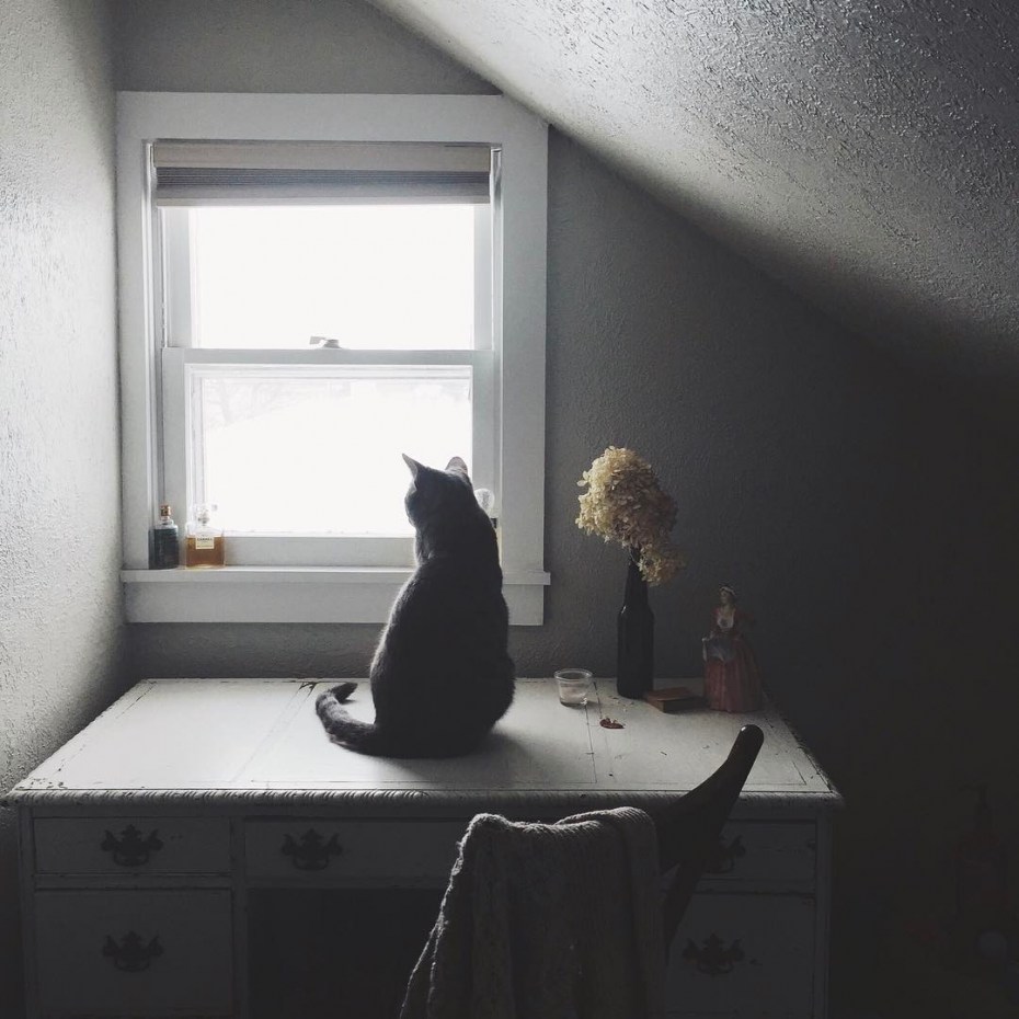 Котик на подоконнике