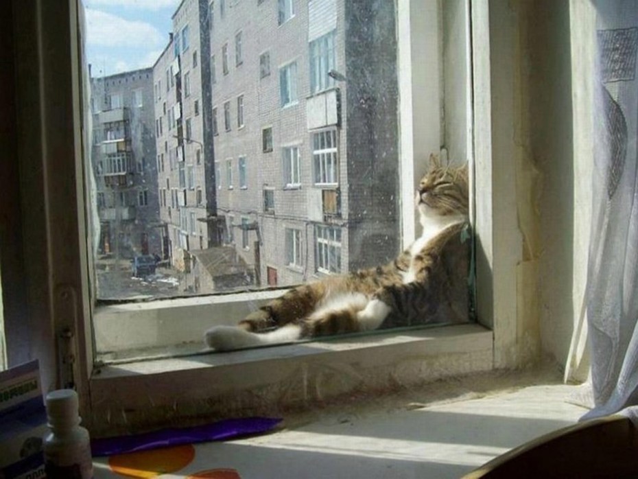 Кот сидит на подоконнике