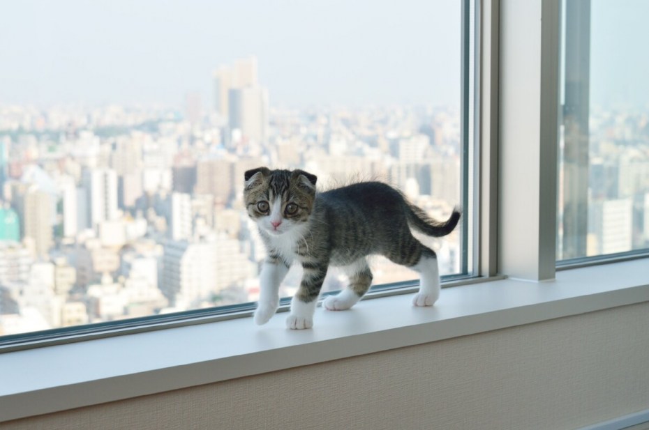 Кот сидит спиной