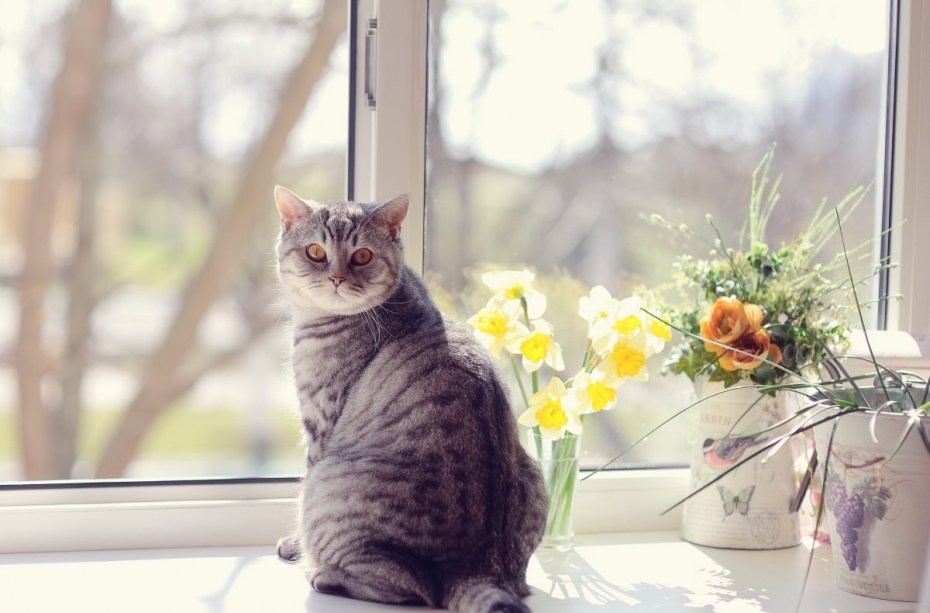 Котенок на подоконнике