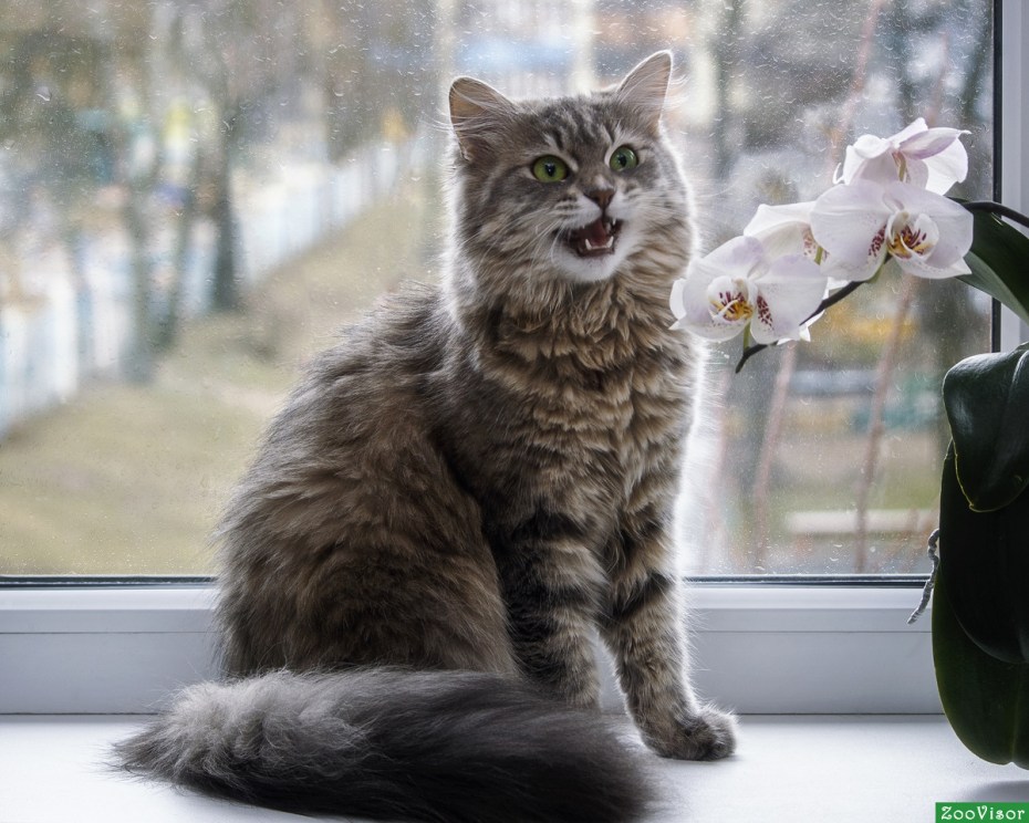 Черный кот на подоконнике