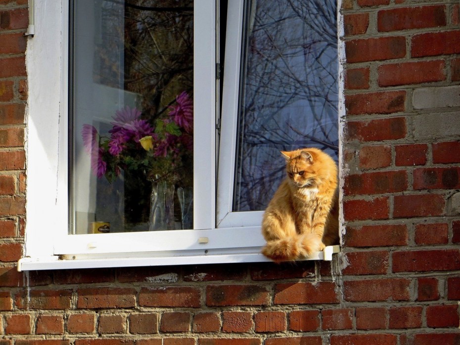 Кошка на подоконнике