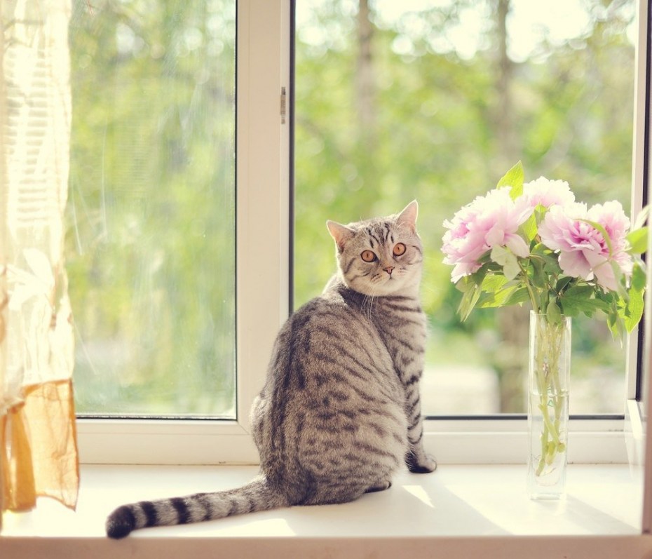 Коты на подоконнике