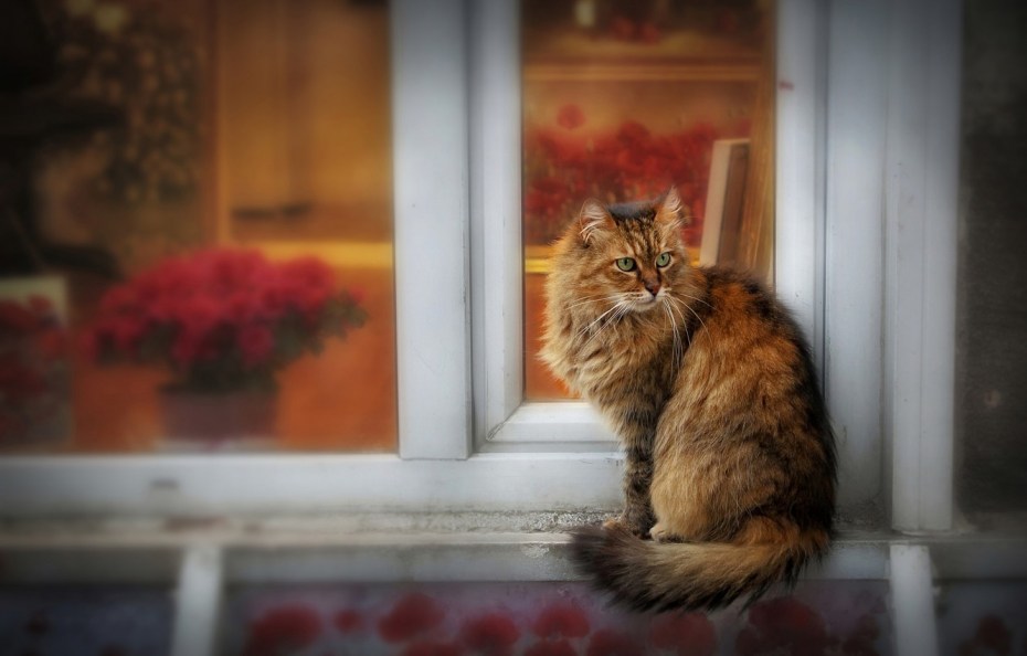 Кошка на подоконнике