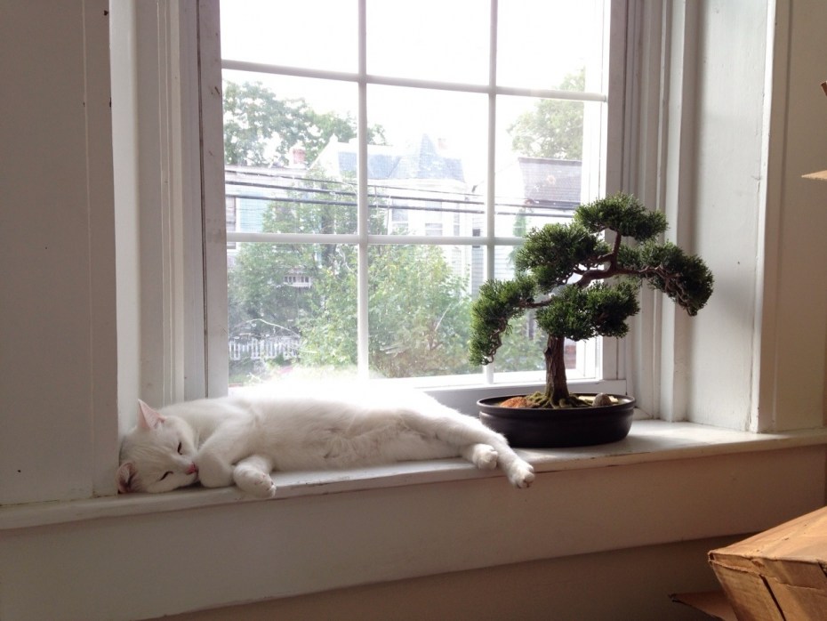 Коты на окне
