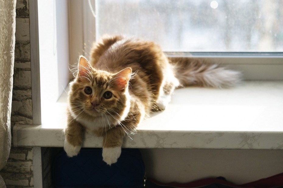 Котик на окне