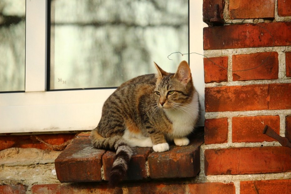 Кошка на подоконнике