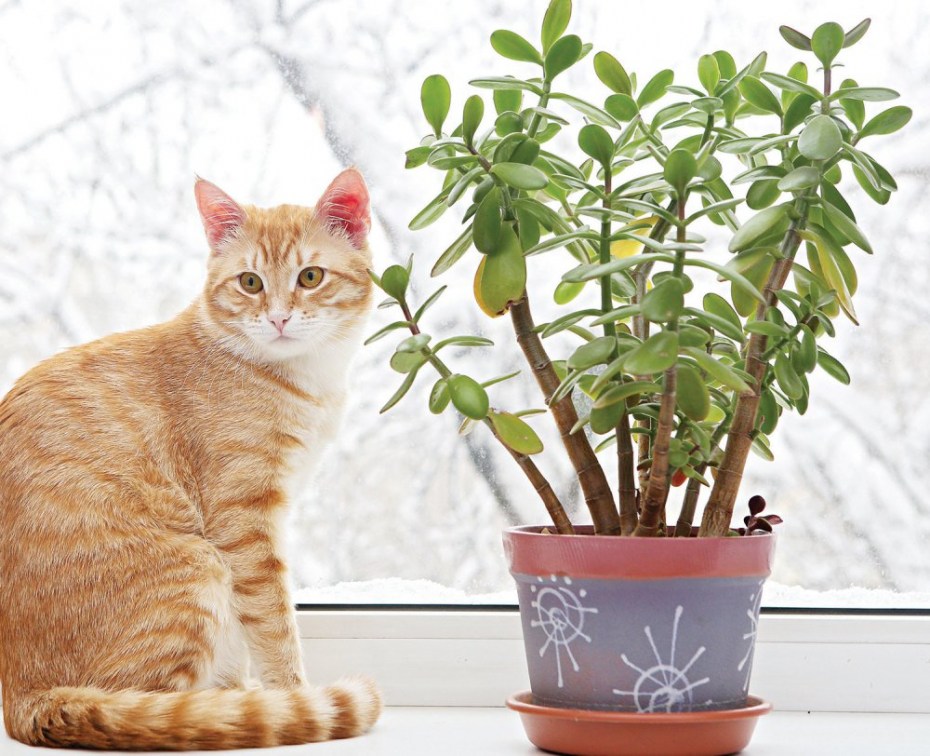 Кошка на подоконнике