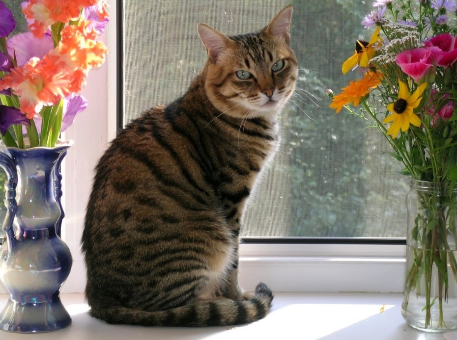 Кошка на подоконнике