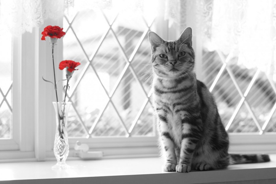 Котенок ждет у окна